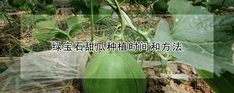 绿宝石甜瓜种植时间和方法