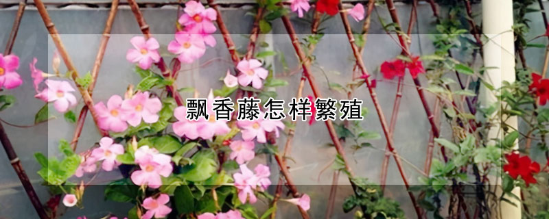 飘香藤怎样繁殖