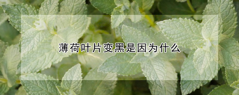 薄荷叶片变黑是因为什么