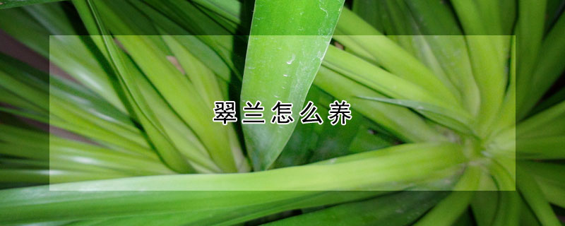 翠兰怎么养