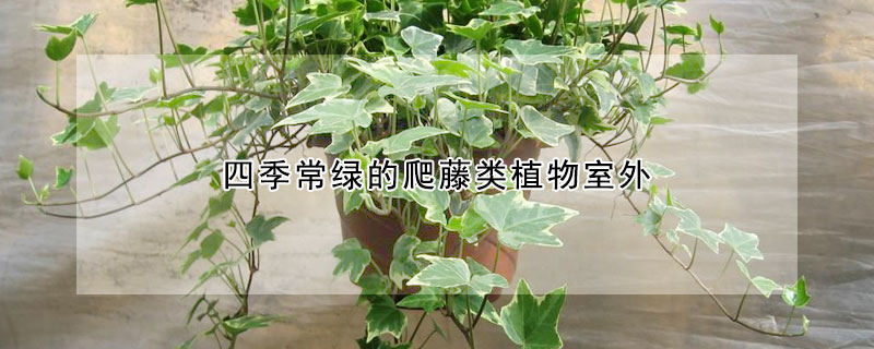 四季常绿的爬藤类植物室外