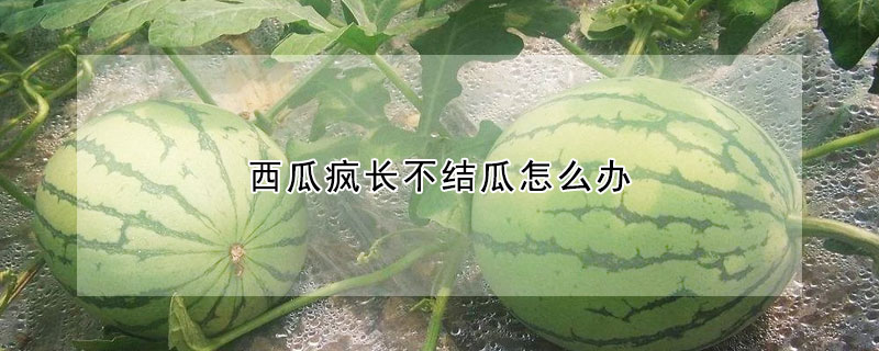 西瓜疯长不结瓜怎么办