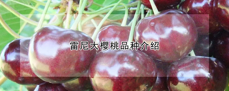 雷尼大樱桃品种介绍