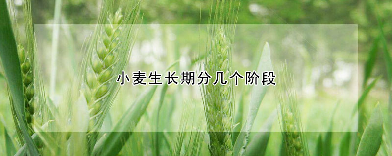 小麦生长期分几个阶段 —【发财农业网】