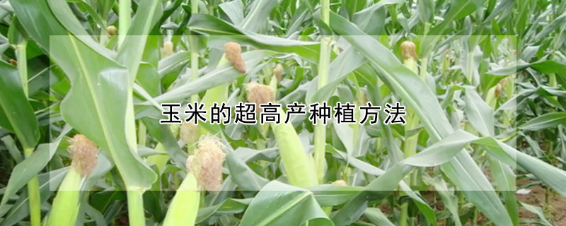 玉米的超高产种植方法