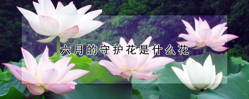 六月的守护花是什么花