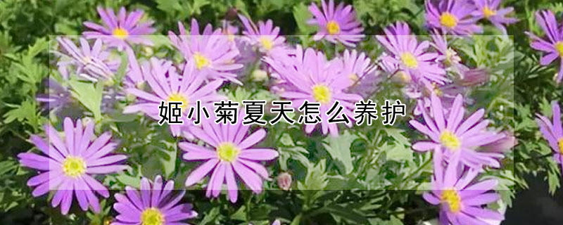 姬小菊夏天怎么养护