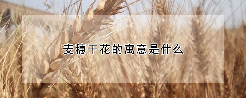 麦穗干花的寓意是什么