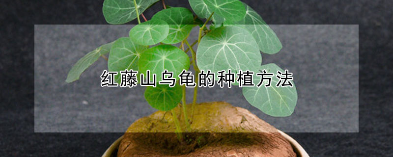 红藤山乌龟的种植方法