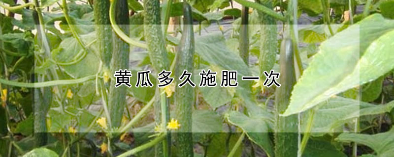 黄瓜多久施肥一次