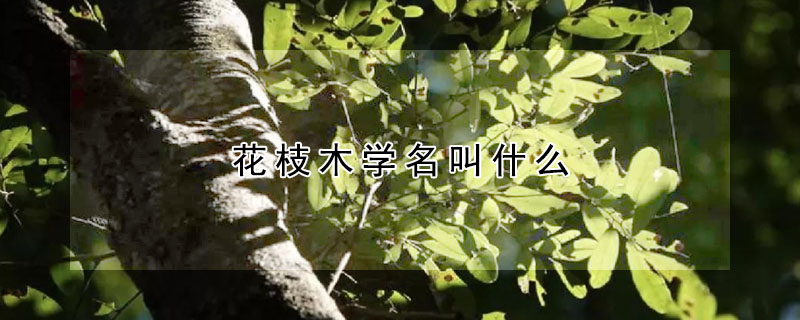 花枝木学名叫什么