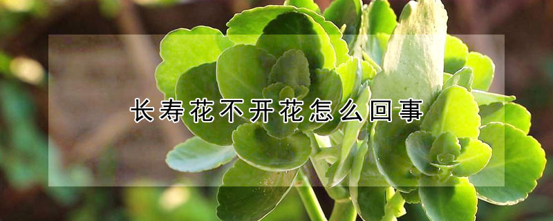 长寿花不开花怎么回事