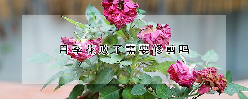 月季花败了需要修剪吗