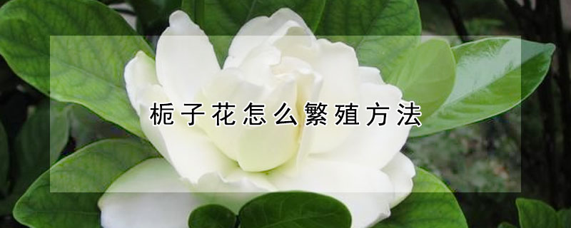 栀子花怎么繁殖方法