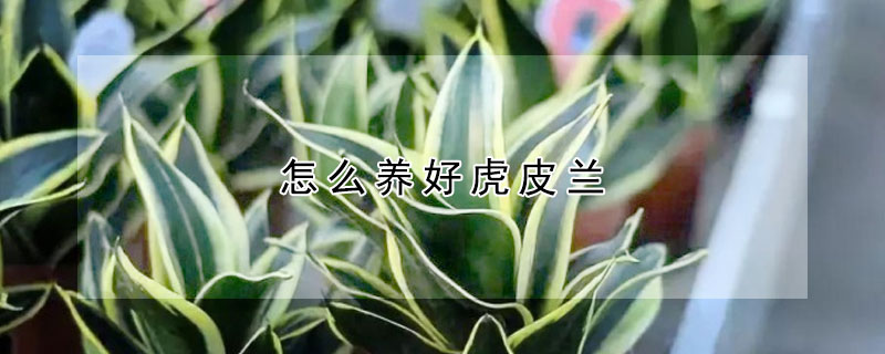 怎么养好虎皮兰