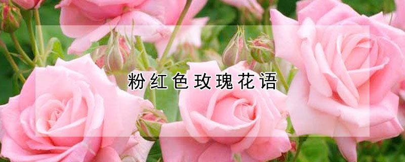 粉红色玫瑰花语