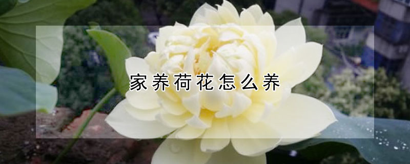 家养荷花怎么养