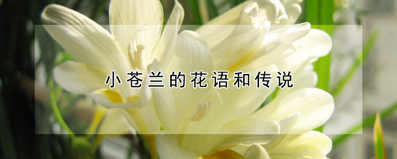 小苍兰的花语和传说