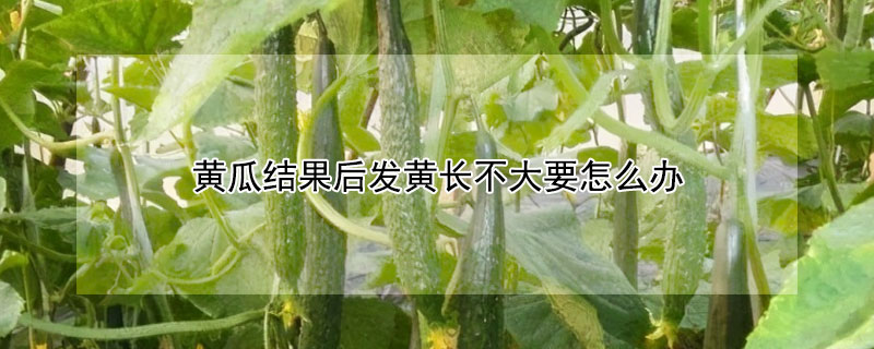 黄瓜结果后发黄长不大要怎么办