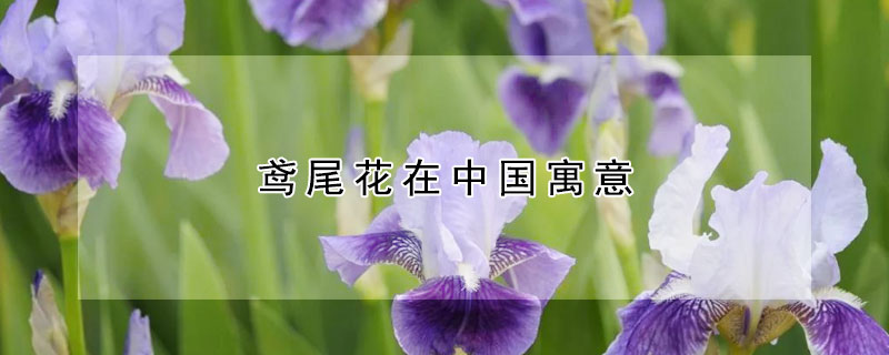 鸢尾花在中国寓意