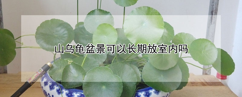 山乌龟盆景可以长期放室内吗