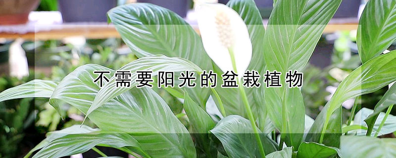 不需要阳光的盆栽植物