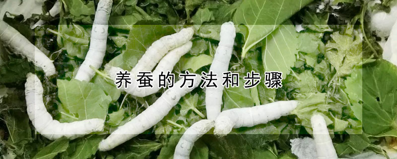 养蚕的大致过程 养蚕的大致过程是什么