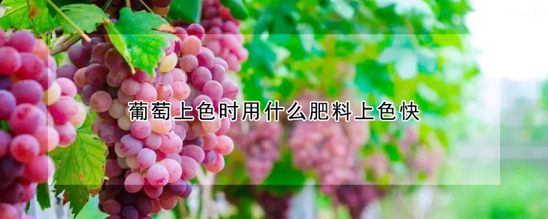 葡萄上色时用什么肥料上色快