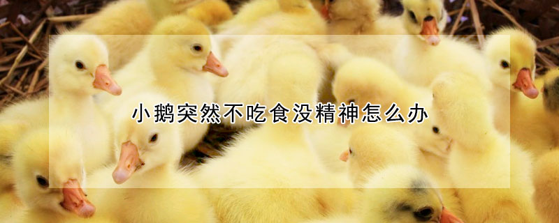 小鹅突然不吃食没精神怎么办
