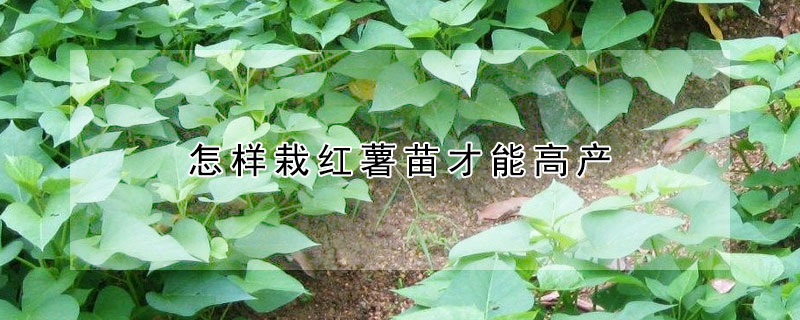 怎样栽红薯苗才能高产