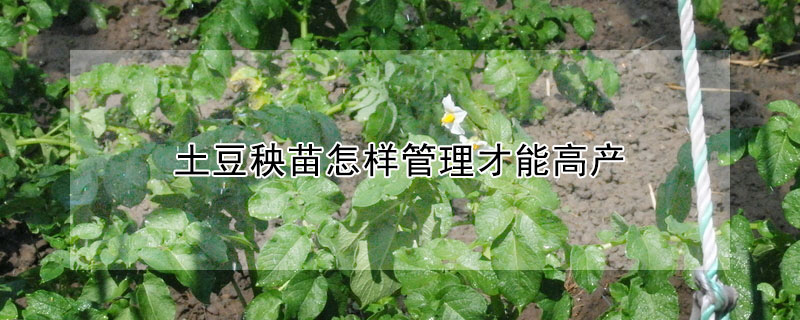 土豆秧苗怎样管理才能高产