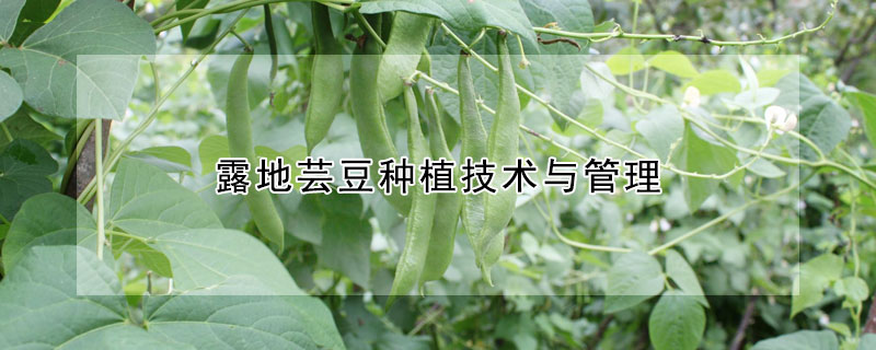 露地芸豆种植技术与管理