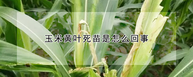 玉米黄叶死苗是怎么回事