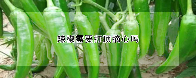 辣椒需要打顶摘心吗