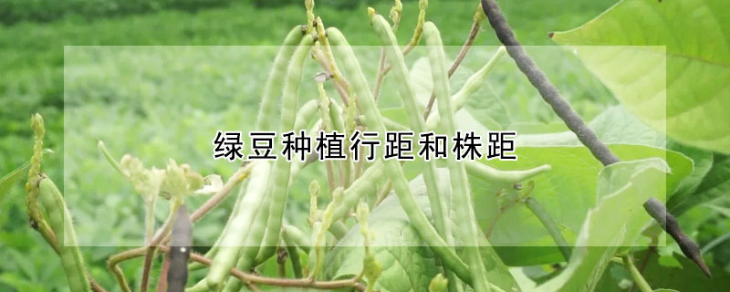 绿豆种植行距和株距