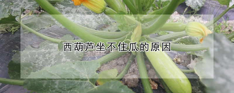 西葫芦坐不住瓜的原因