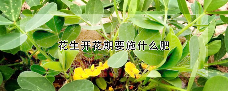 花生开花期要施什么肥