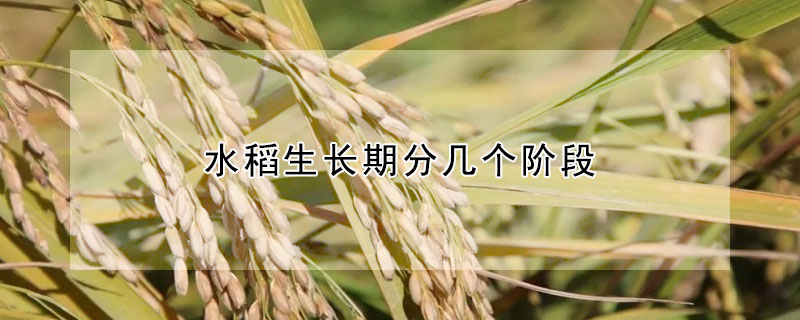 水稻生长期分几个阶段