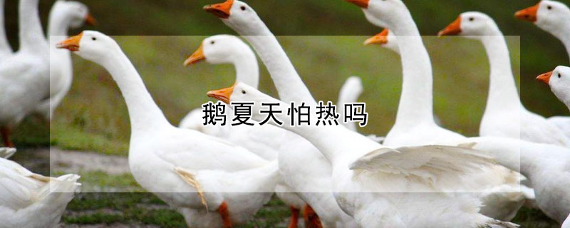 鹅夏天怕热吗