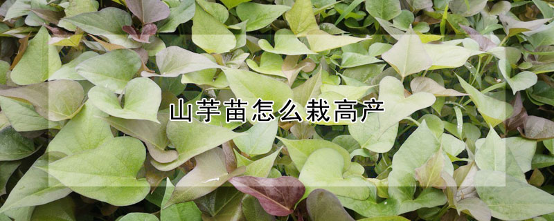 山芋苗怎么栽高产