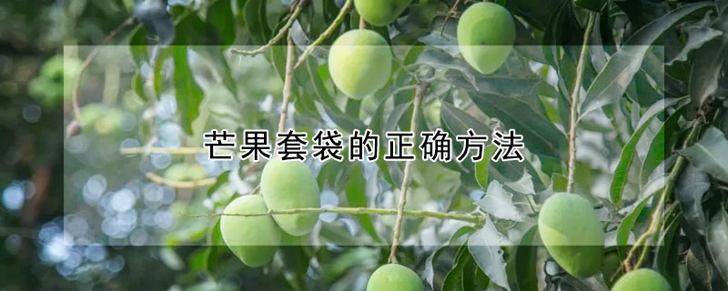 芒果套袋的正确方法