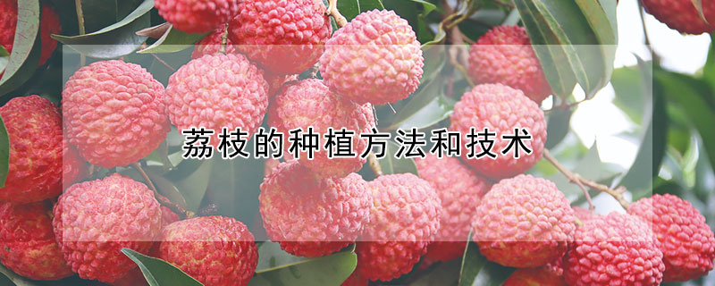 荔枝的种植方法和技术