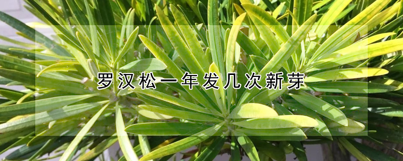 罗汉松一年发几次新芽