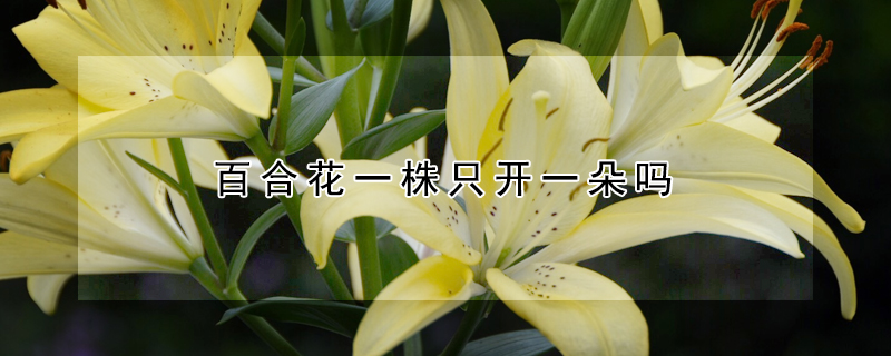 百合花一株只开一朵吗