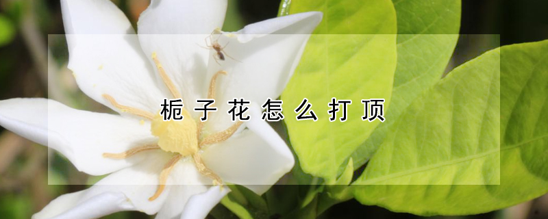 栀子花怎么打顶