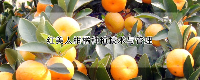 红美人柑橘种植技术与管理