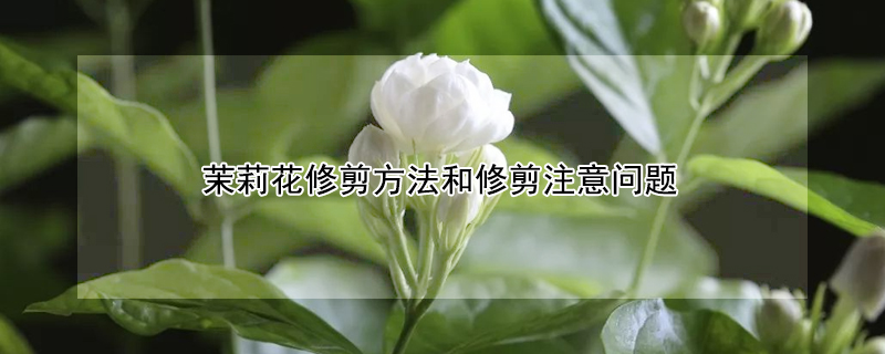 茉莉花修剪方法和修剪注意问题