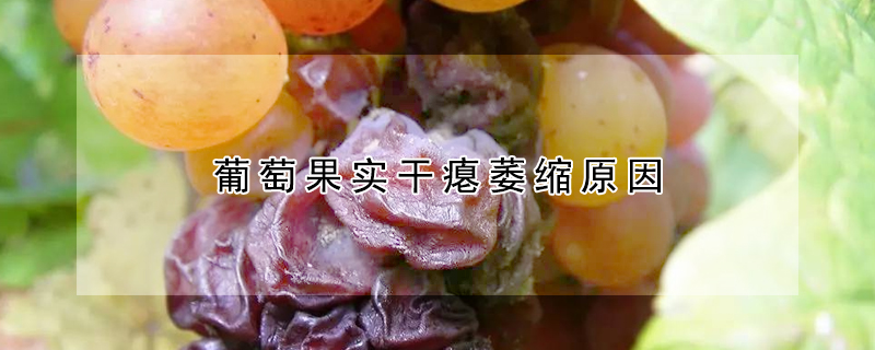 葡萄果实干瘪萎缩原因