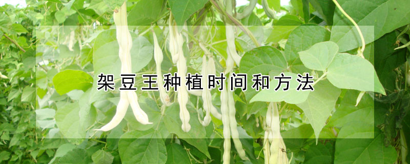 架豆王种植时间和方法