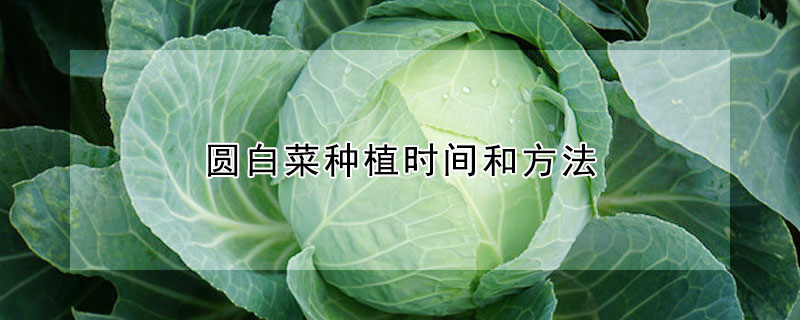 圆白菜种植时间和方法